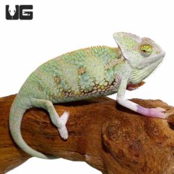 6 - 8 Inch Translucent Veiled Chameleons For Sale - Underground Reptiles 