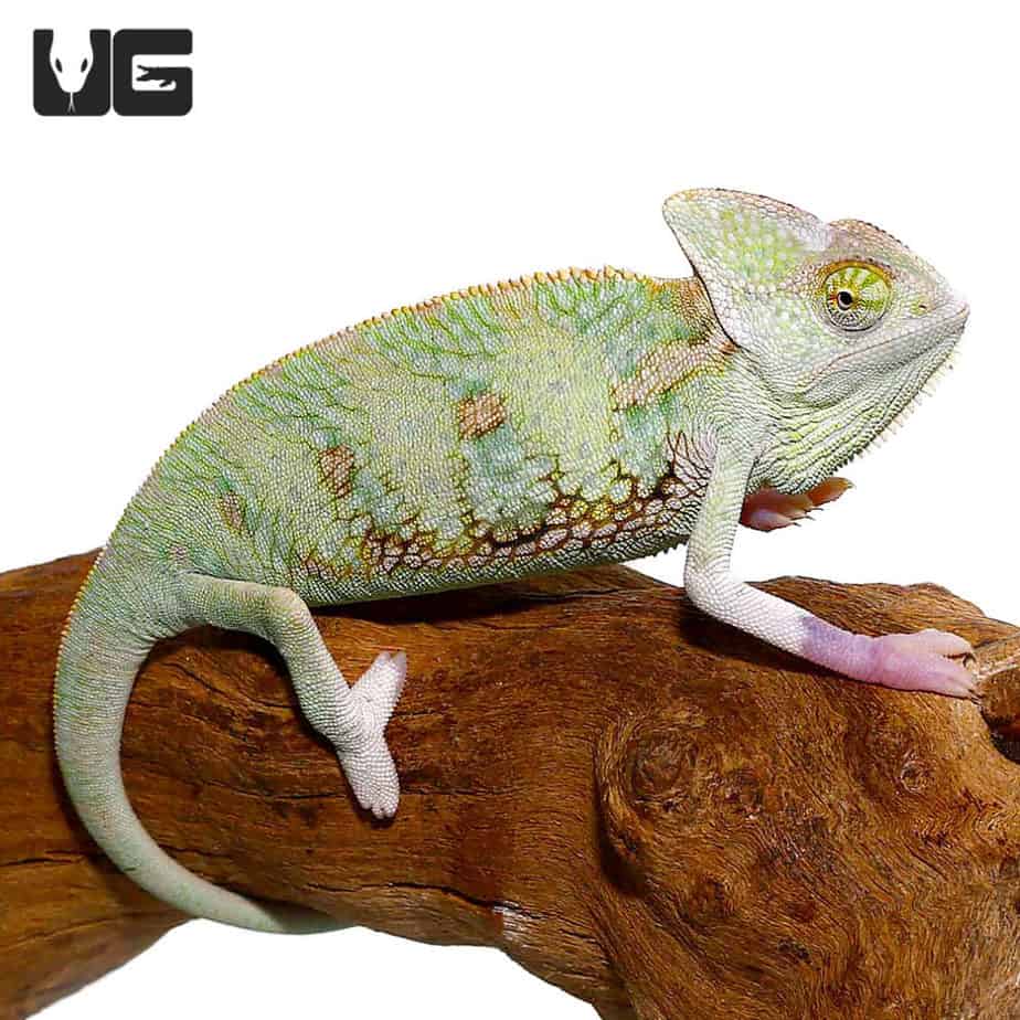 Chameleons For Sale - Underground Reptiles