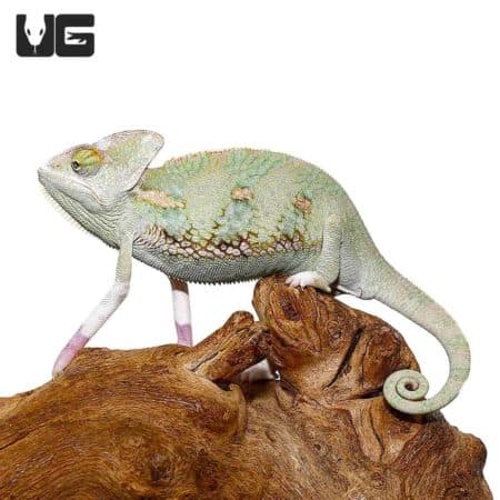 6 - 8 Inch Translucent Veiled Chameleons For Sale - Underground Reptiles 
