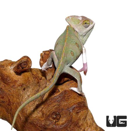 6 - 8 Inch Translucent Veiled Chameleons For Sale - Underground Reptiles 