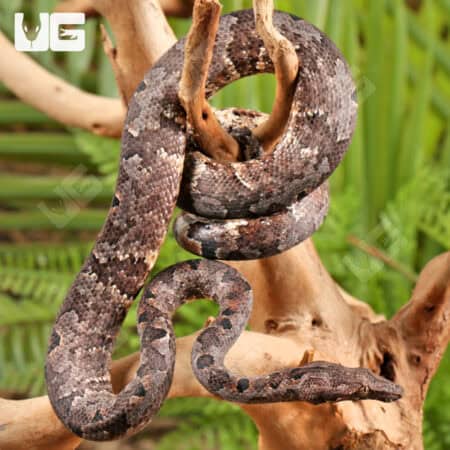 Solomon Island Tree Boa for sale - Underground Reptiles
