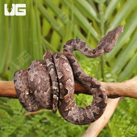 Solomon Island Tree Boa for sale - Underground Reptiles