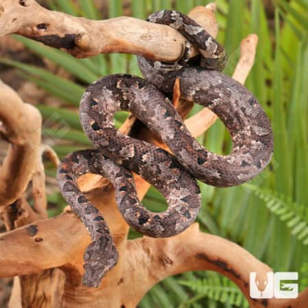 Solomon Island Tree Boa for sale - Underground Reptiles
