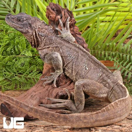 Adult Weber's Sailfin Dragons For Sale - Underground Reptiles
