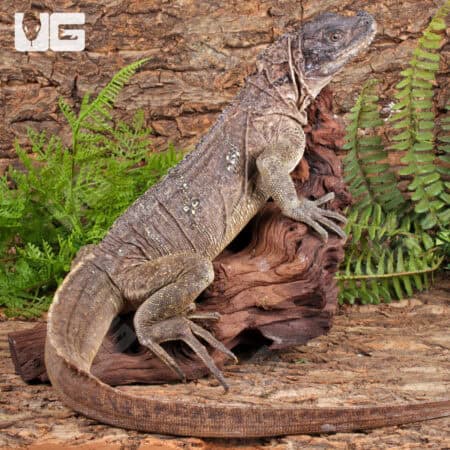 Adult Weber's Sailfin Dragons For Sale - Underground Reptiles