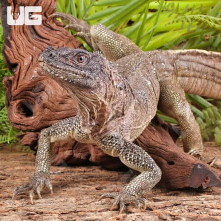 Adult Weber's Sailfin Dragons For Sale - Underground Reptiles