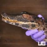 Adult Smooth Front Caimans For Sale - Underground Reptiles