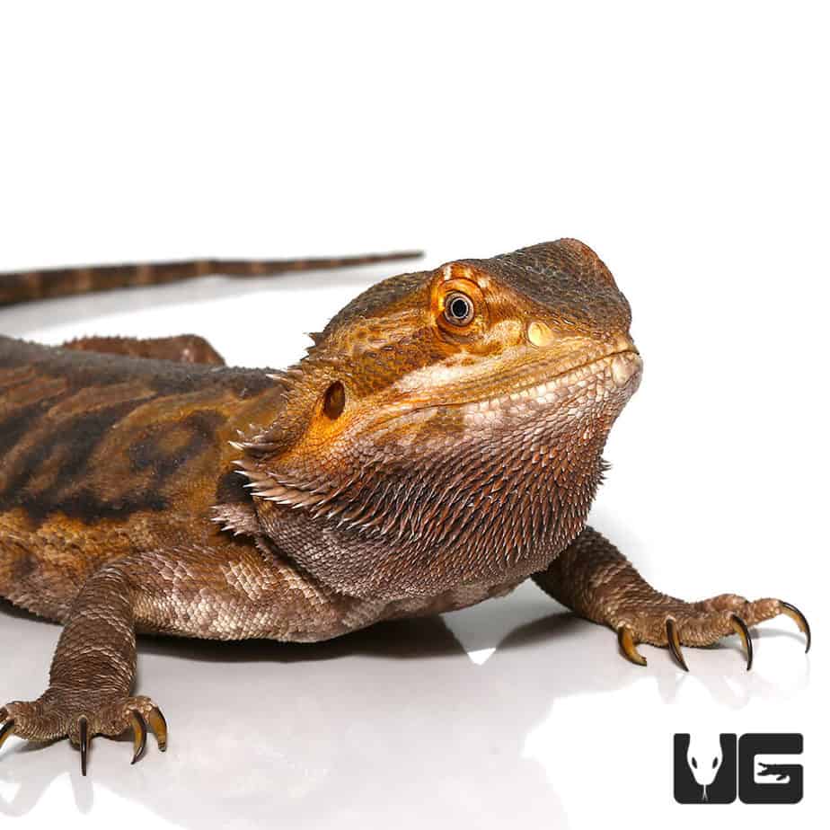 Bearded Dragons For Sale - Underground Reptiles