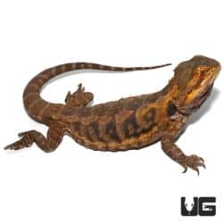 Adult Citrus Leatherback Bearded Dragon For Sale - Underground Reptiles