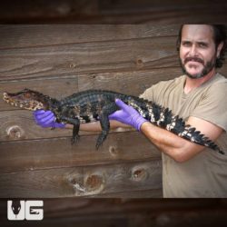 Adult Dwarf Caiman For Sale - Underground Reptiles