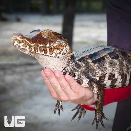 Adult Dwarf Caiman For Sale - Underground Reptiles