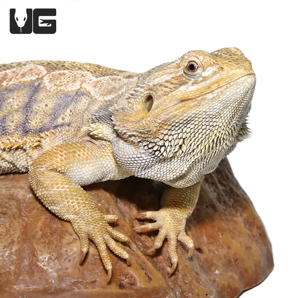 Citrus Leatherback Bearded Dragon Breeder (Stock BDB8)