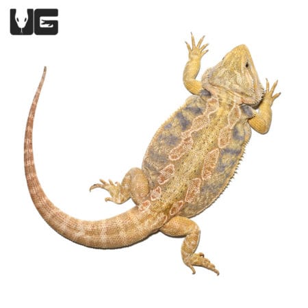 Adult Female Blue Bar Citrus Leatherback Bearded Dragon (Pogona vitticeps) For Sale - Underground Reptiles