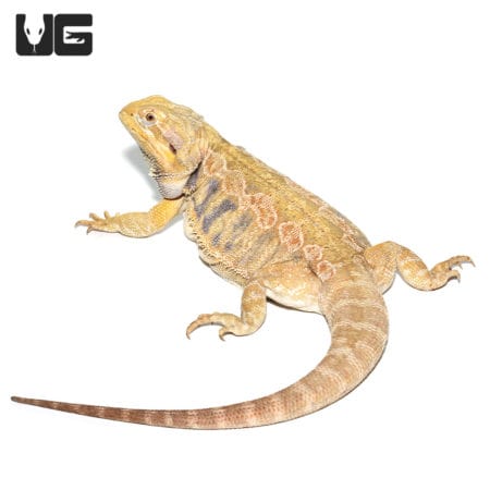 Adult Female Blue Bar Citrus Leatherback Bearded Dragon (Pogona vitticeps) For Sale - Underground Reptiles