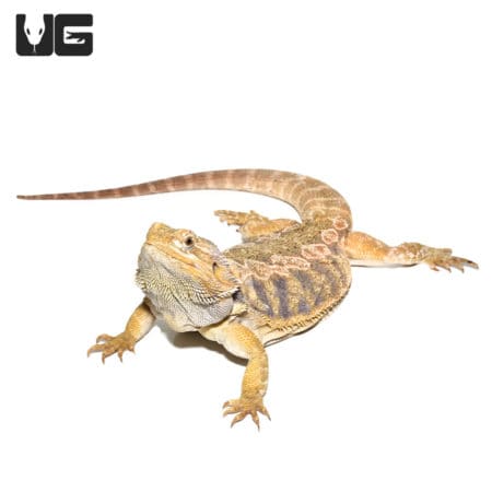 Adult Female Blue Bar Citrus Leatherback Bearded Dragon (Pogona vitticeps) For Sale - Underground Reptiles