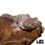 Mniarogekko Chahoua Geckos For Sale - Underground Reptiles