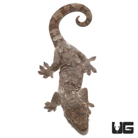 Mniarogekko Chahoua Geckos For Sale - Underground Reptiles