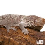 Mniarogekko Chahoua Geckos For Sale - Underground Reptiles