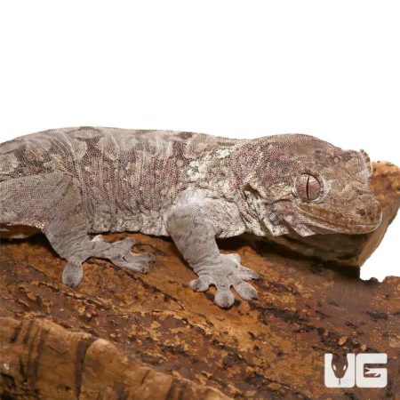 Mniarogekko Chahoua Geckos For Sale - Underground Reptiles