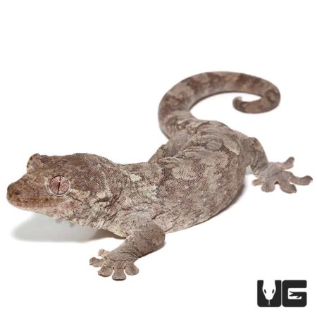 Mniarogekko Chahoua Geckos For Sale - Underground Reptiles