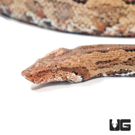 Adult San Isabel Island Ground Boas For Sale - Underground Reptiles