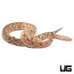 Adult San Isabel Island Ground Boas For Sale - Underground Reptiles