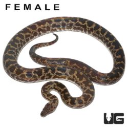 Adult Spotted Python For Sale - Underground Reptiles