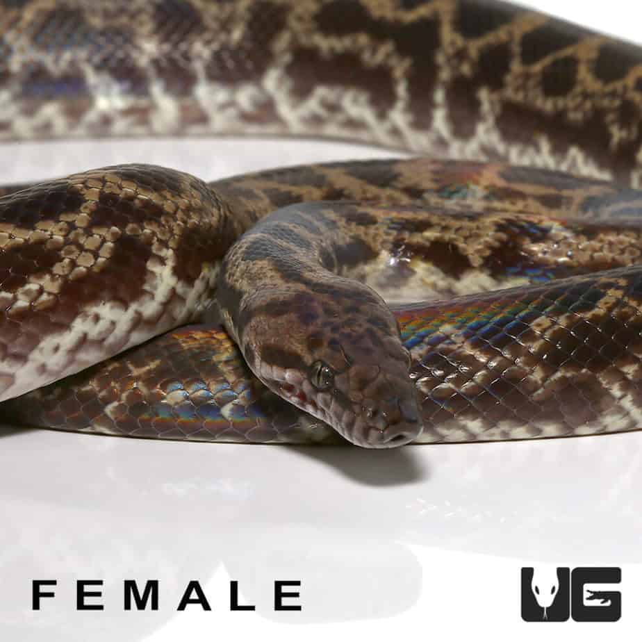 Baby Spotted Pythons For Sale Underground Reptiles