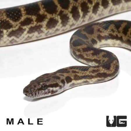 Adult Spotted Python For Sale - Underground Reptiles