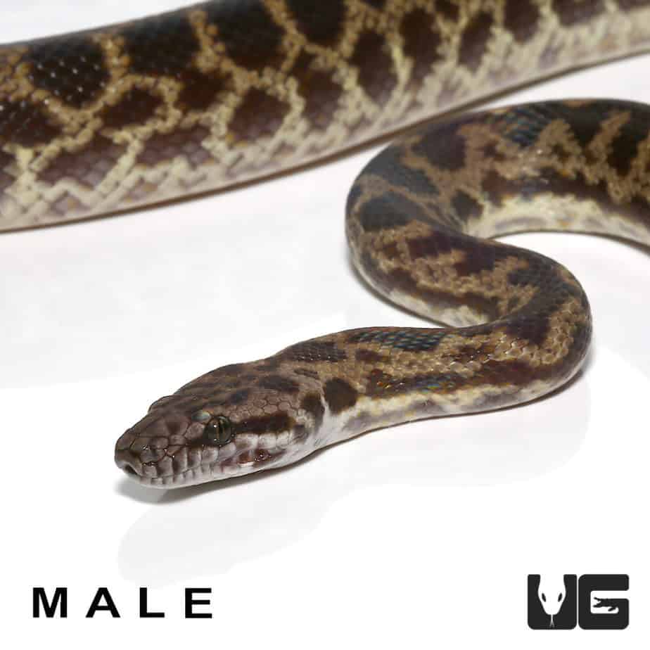 Baby Spotted Pythons For Sale Underground Reptiles