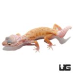 Albino Leucistic Leopard Geckos For Sale - Underground Reptiles
