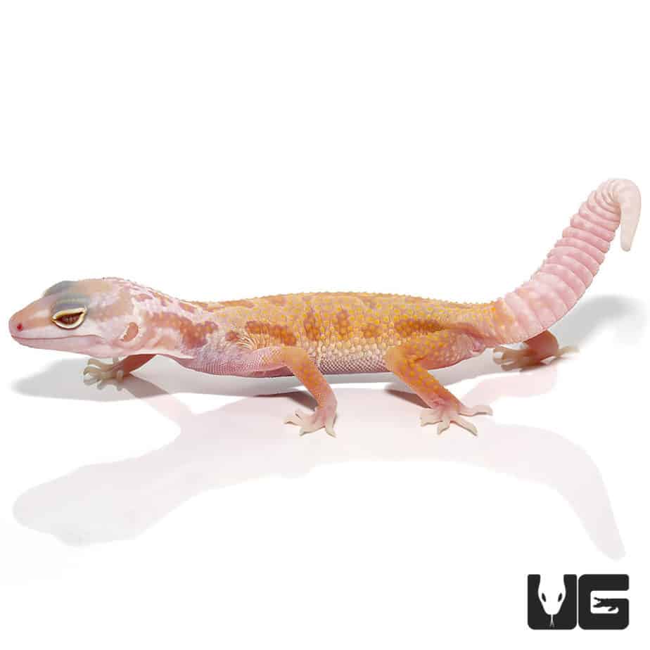 Albino Leucistic Leopard Geckos (Eublepharis macularius) For Sale - Underground Reptiles