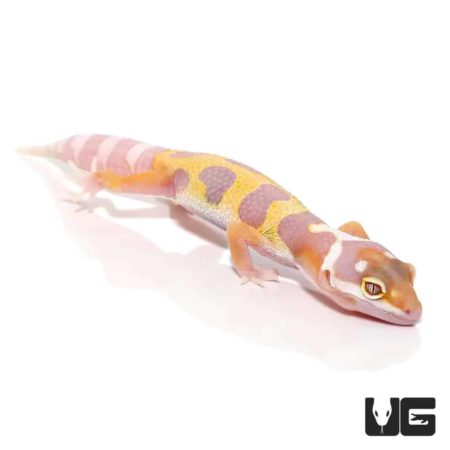 Aptor Leopard Geckos For Sale - Underground Reptiles