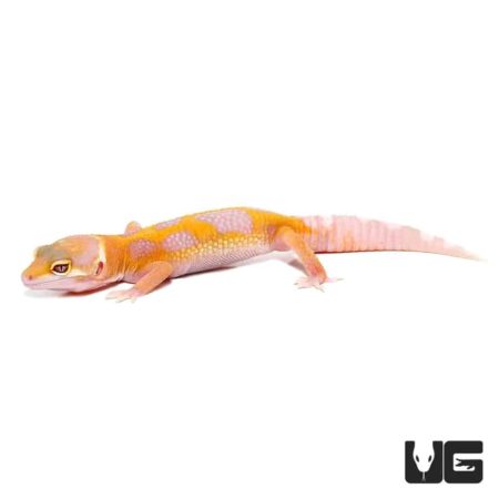 Aptor Leopard Geckos For Sale - Underground Reptiles