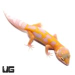 Aptor Leopard Geckos For Sale - Underground Reptiles