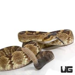 Arizona Blacktail Rattlesnake for sale - Underground Reptiles