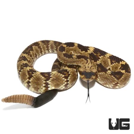 Baby Western Diamondback Rattlesnake for sale - Underground Reptiles