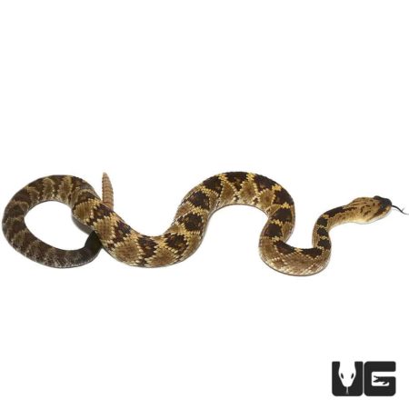 Baby Western Diamondback Rattlesnake for sale - Underground Reptiles