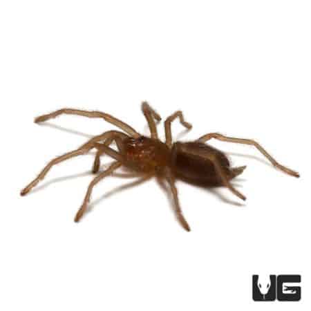 Australian Barking Spider (Selenocosmia crassipes) For Sale - Underground Reptiles