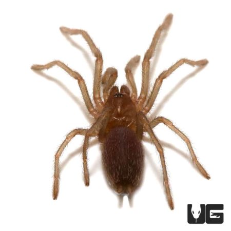 Australian Barking Spider (Selenocosmia crassipes) For Sale - Underground Reptiles