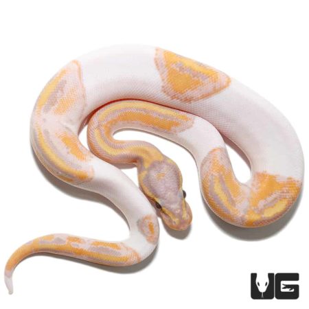 Baby Banana Pied Ball Python For Sale - Underground Reptiles
