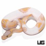 Baby Banana Pied Ball Python For Sale - Underground Reptiles