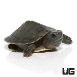 Baby Black Pearl Red Ear Slider Turtles For Sale - Underground Reptiles