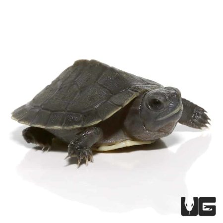 Baby Lime Green Albino Red Ear Slider Turtle For Sale - Underground ...