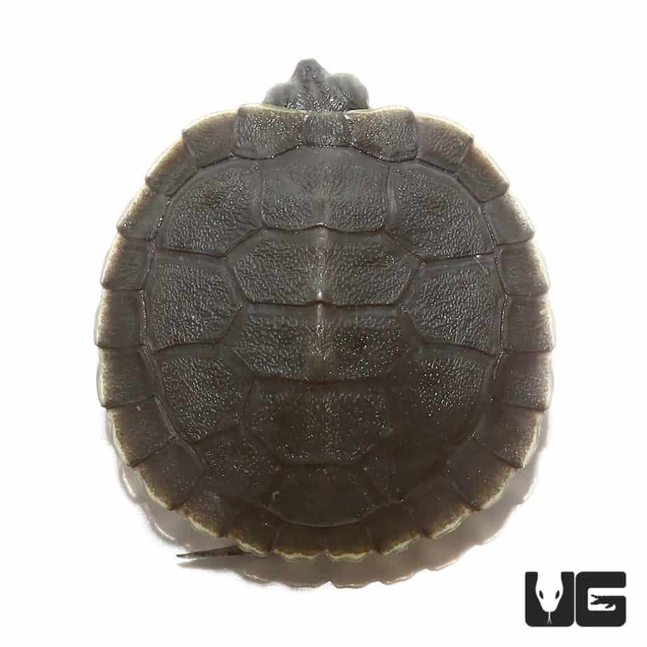 Baby Black Pearl Red Ear Slider Turtles For Sale - Underground Reptiles