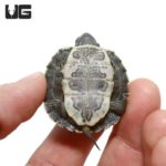 Baby Black Pearl Red Ear Slider Turtles For Sale - Underground Reptiles