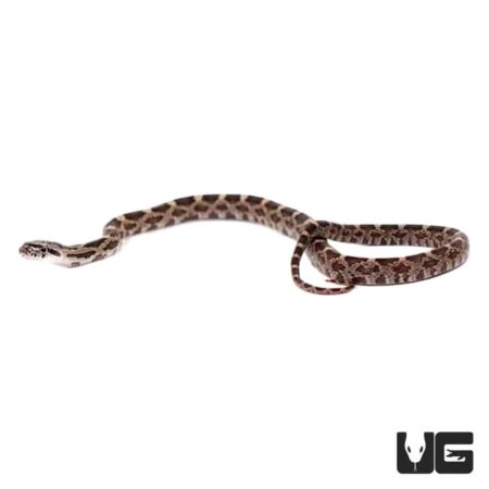 Baby Black Ratsnakes For Sale - Underground Reptiles