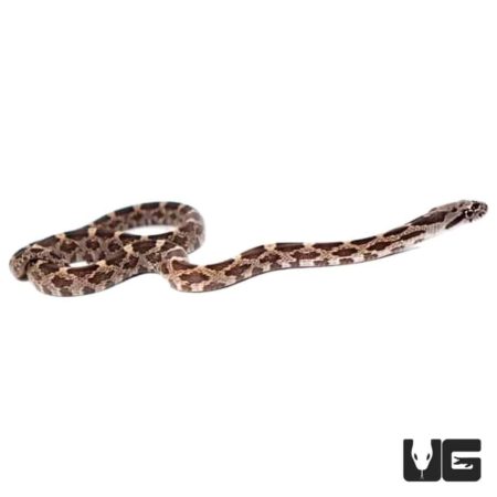 Baby Black Ratsnakes For Sale - Underground Reptiles