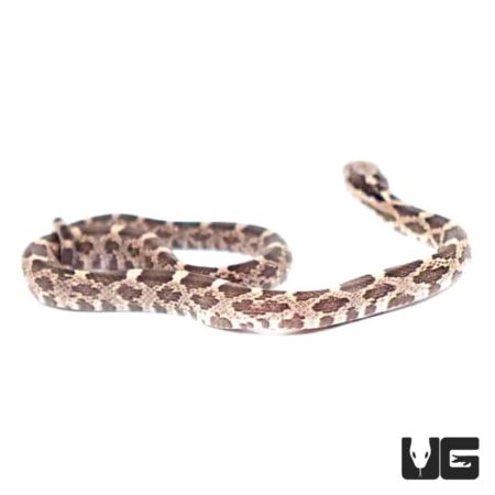 Baby Black Ratsnakes For Sale - Underground Reptiles