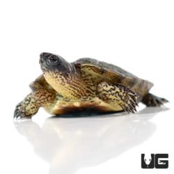 Baby Black Wood Turtles For Sale - Underground Reptiles